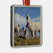 ラマ飾ーはプナ、アンデス山脈で群れている3 メタルオーナメント (右)