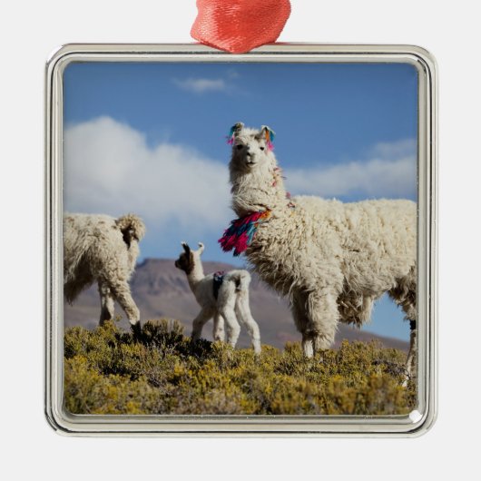 ラマ飾ーはプナ、アンデス山脈で群れている3 メタルオーナメント (正面)
