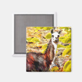 ラマ・イン・アンデス・マウンテンズ・ペルー マグネット (正面/裏面)