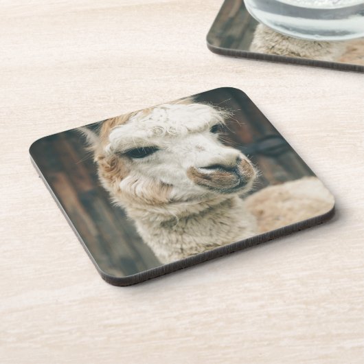 ラマ・クローズアップ コースター (左側)