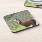 ラマ コースター (左側)