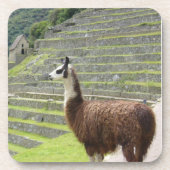 ラマ コースター (正面)