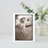 ラマ ポストカード (スタンド正面)