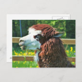 ラマ - ポストカード (正面/裏面)