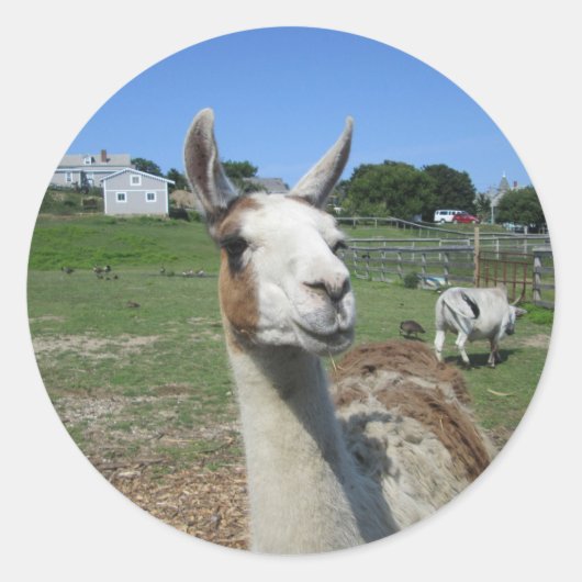 ラマ ラウンドシール (正面)