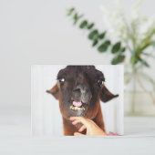 ラマ・ラブ ポストカード (スタンド正面)