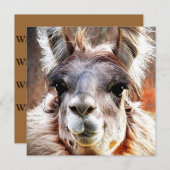 ラマ 招待状 (正面/裏面)