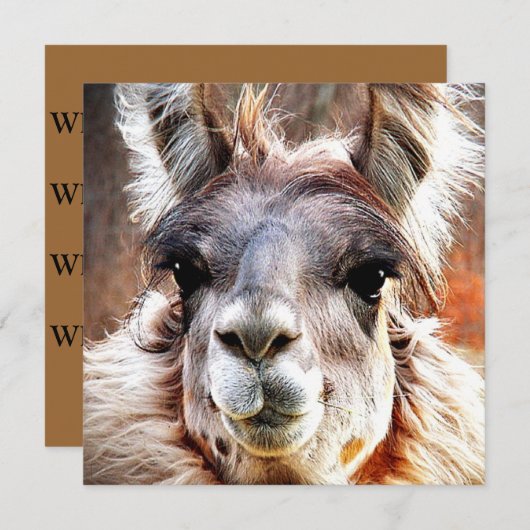 ラマ 招待状 (正面/裏面)