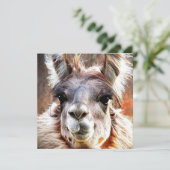 ラマ 招待状 (スタンド正面)