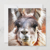 ラマ 招待状 (正面)