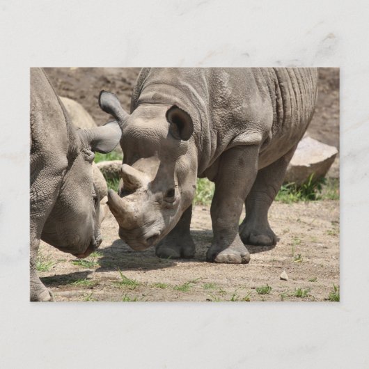 ラミック・デュオ ポストカード (正面)