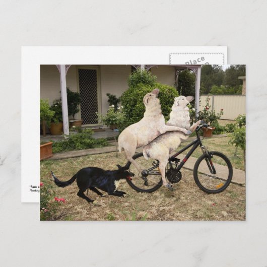 ラムとエウェ ポストカード (正面/裏面)