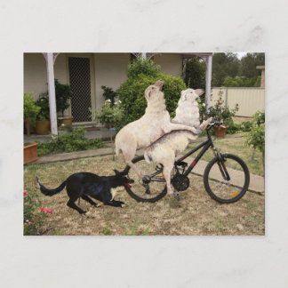 ラムとエウェ ポストカード