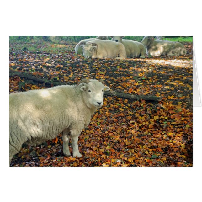 ラムカード (正面横)