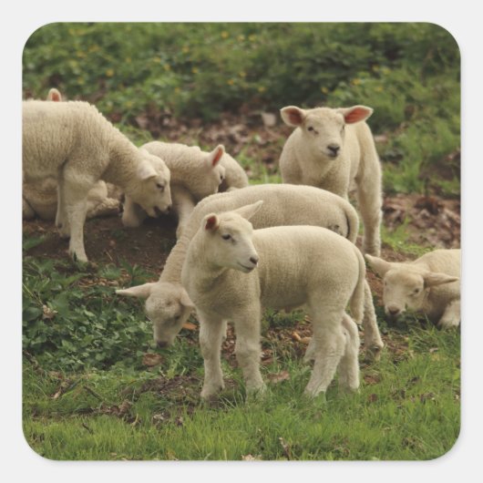 ラムスクエアステッカー スクエアシール (正面)