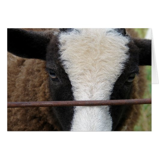 ラムチョップ (正面横)