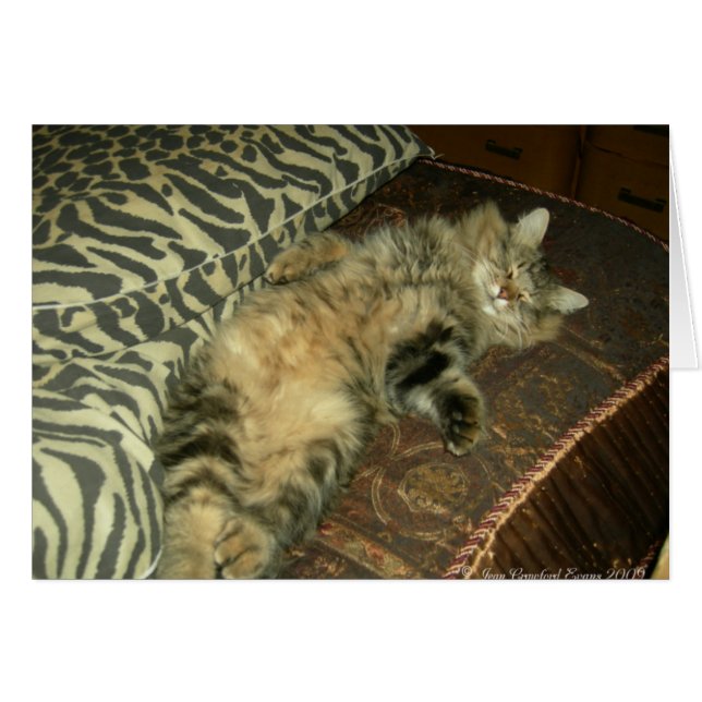 ラムトゥムミー (正面横)