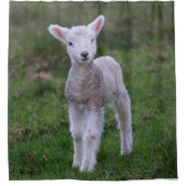 ラムベビーシープファームアニマル シャワーカーテン (正面)