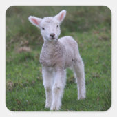 ラムベビーシープファームアニマル スクエアシール (正面)