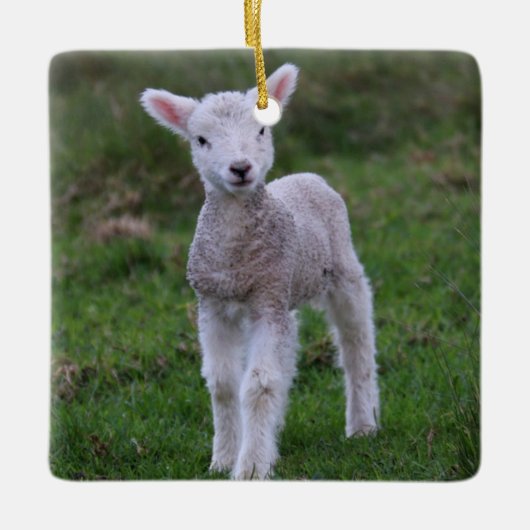 ラムベビーシープファームアニマル セラミックオーナメント (正面)