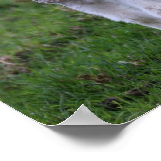 ラムベビーシープファームアニマル ポスター (角)