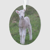 ラムベビー羊牧場動物 オーナメント (正面)