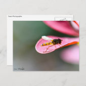 ラムーシュ ポストカード (正面/裏面)