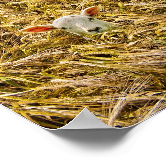 ラム失った肉 ポスター (角)