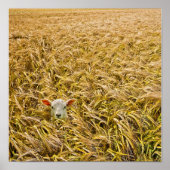 ラム失った肉 ポスター (正面)