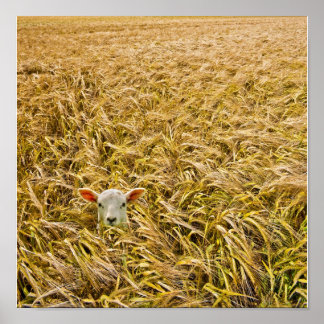 ラム失った肉 ポスター