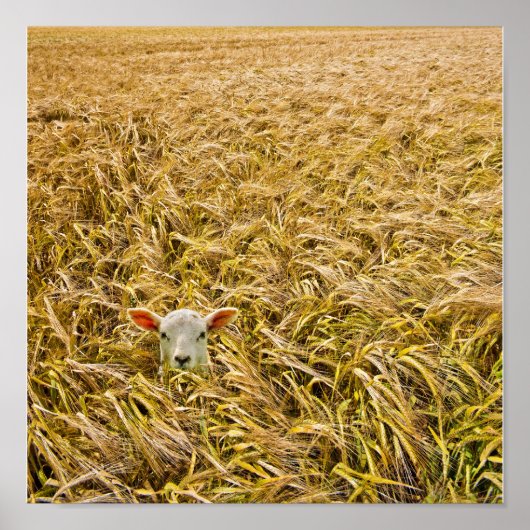 ラム失った肉 ポスター (正面)