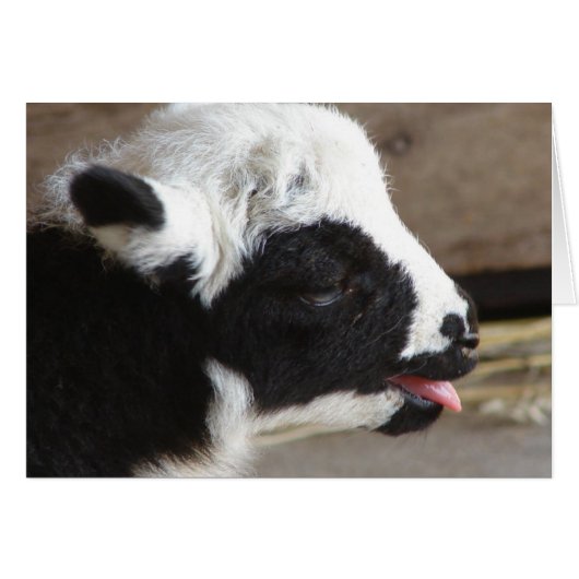 ラム生まれたばかりの肉 (正面横)