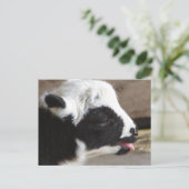 ラム生まれたばかりの肉 ポストカード (スタンド正面)