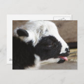 ラム生まれたばかりの肉 ポストカード (正面/裏面)