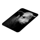 ラム生まれたばかりの肉 マグネット (左側)