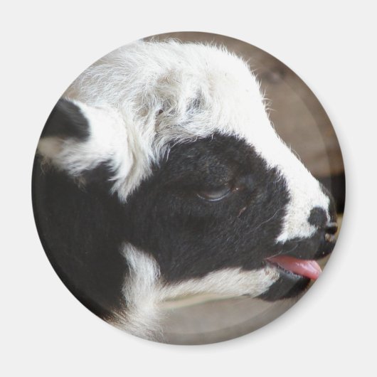 ラム生まれたばかりの肉 マグネット (正面)