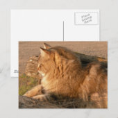 ラム酒のTum Tiggle ポストカード (正面/裏面)