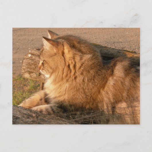 ラム酒のTum Tiggle ポストカード (正面)