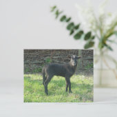 ラム2012 - Ladymermaid ポストカード (スタンド正面)