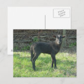 ラム2012 - Ladymermaid ポストカード (正面/裏面)