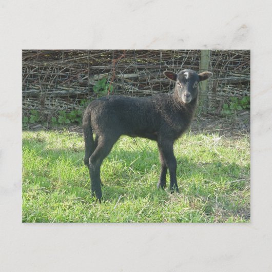 ラム2012 - Ladymermaid ポストカード (正面)