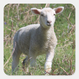 ラム・スクエア・ステッカー スクエアシール