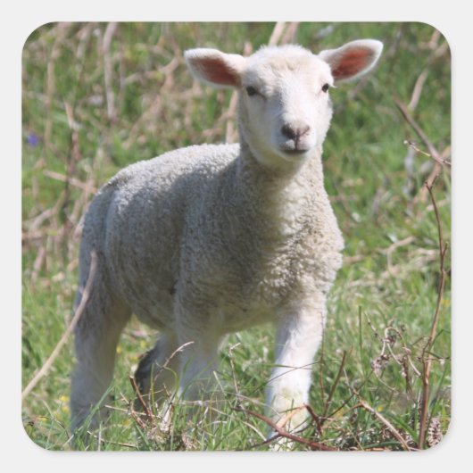 ラム・スクエア・ステッカー スクエアシール (正面)