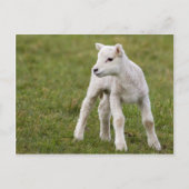 ラム ポストカード (正面)