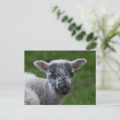 ラム ポストカード (スタンド正面)