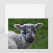 ラム ポストカード (正面/裏面)