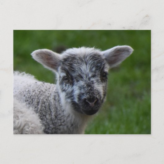 ラム ポストカード (正面)