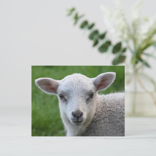 ラム ポストカード (スタンド正面)