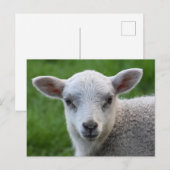 ラム ポストカード (正面/裏面)
