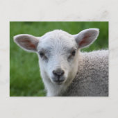 ラム ポストカード (正面)